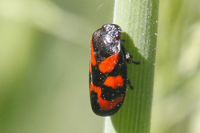 Bloedcicade